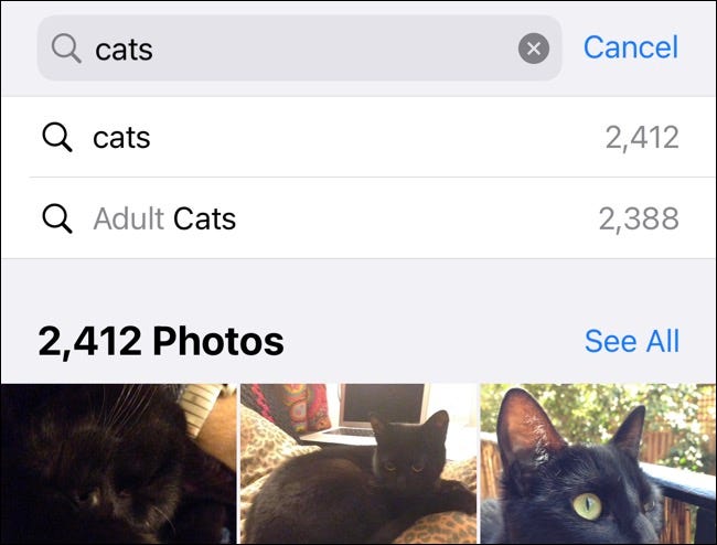 Searching for "cats" in the iPhone Photos app