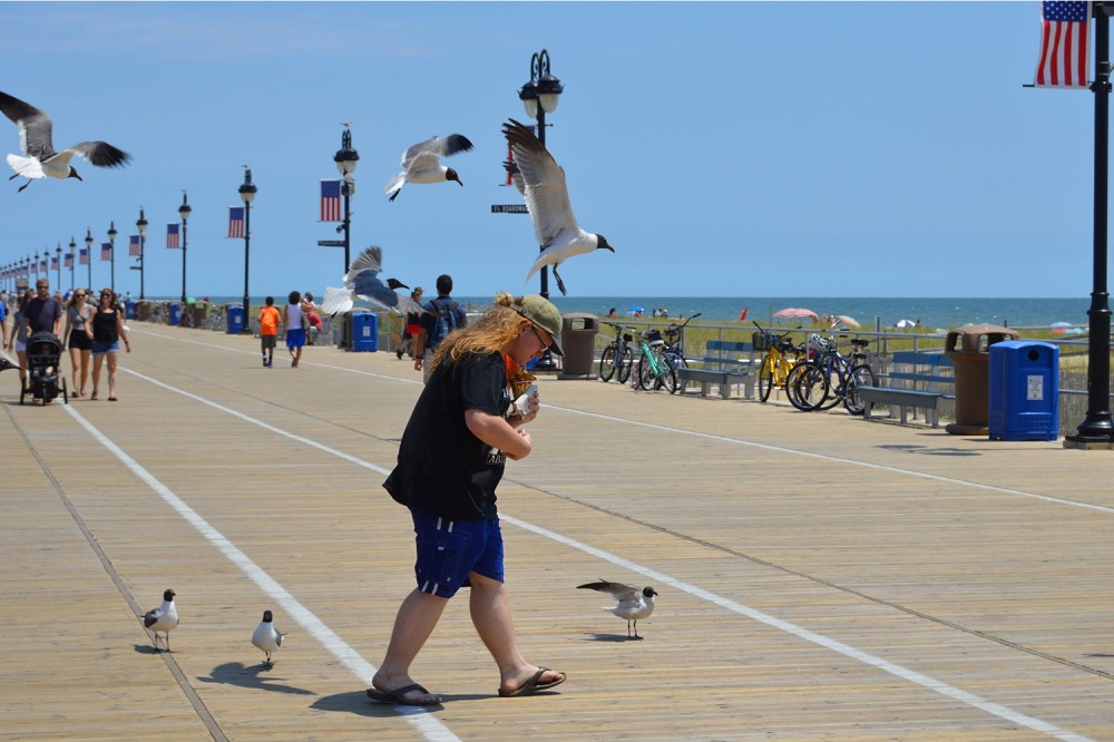 person crosses boardwalk while being followed and harassed by seagulls