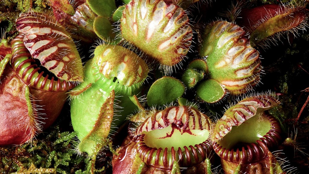 red and green pitcher plant