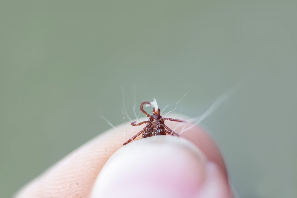 Diseases dog tick removed from pet's fur