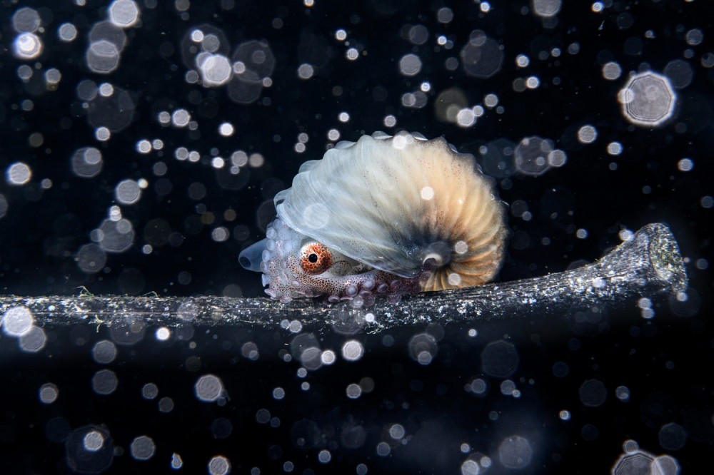 Paper nautilus in turbid water