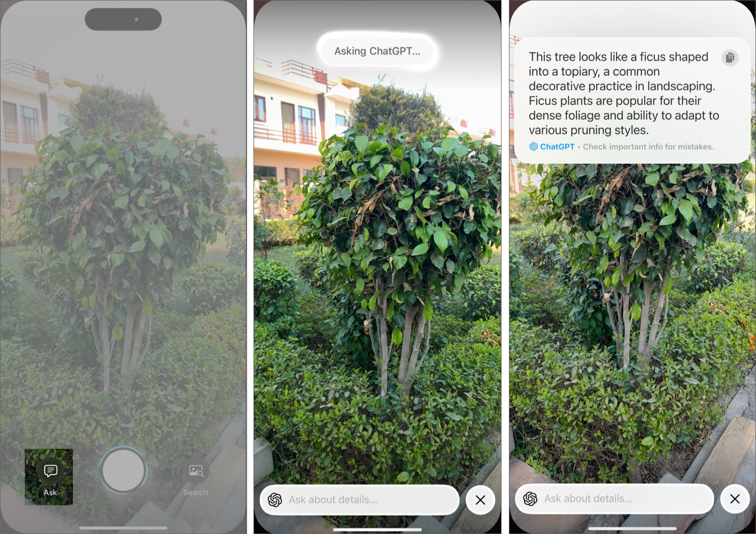 Using ChatGPT with Visual Intelligence to identify a plant on an iPhone.