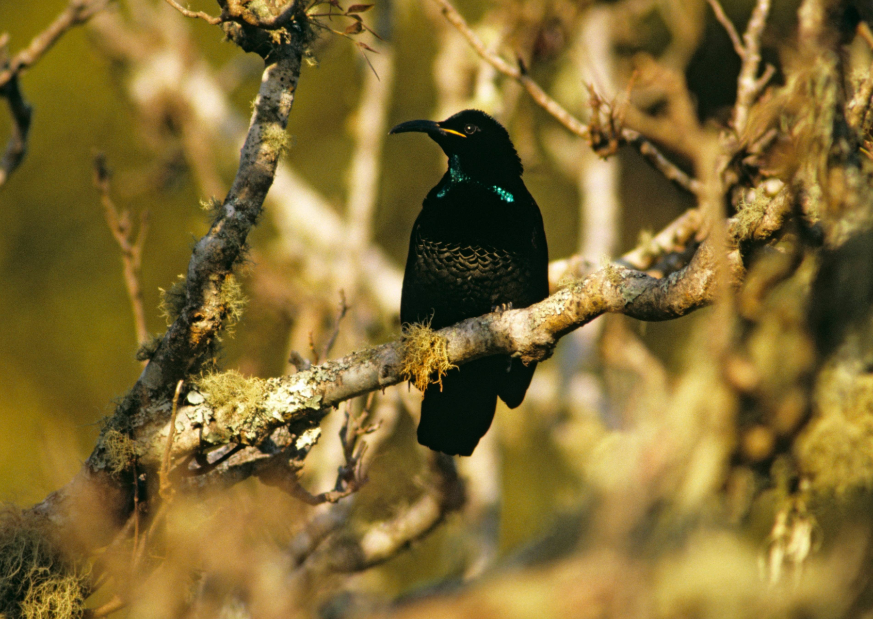 a bird with dark black plumage with some blue and green at the neck
